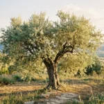 oliver meaning in bible